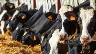 قیمت دام زنده سرسام آور شد +جدول ۲ دی