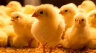 برنامه‌ریزی تولید جوجه مورد نیاز برای ماه مبارک رمضان انجام شده است