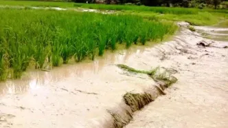 خسارت ۱۱ همتی به بخش کشاورزی در پی هشدار قرمز هواشناسی