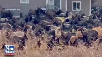 گله عظیم گوزن‌ها حیاط‌های خانه‌ها را در کلرادو تصرف کرد