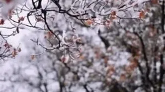 زمستان 1404: عاشقانه احسان علیخانی با « درد و نفرین»