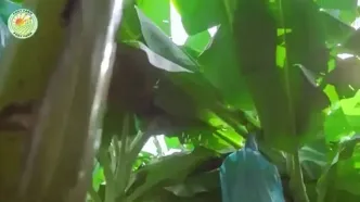 فرآیند دیدنی کاشت، برداشت و فرآوری هزاران تن موز در تایلند