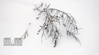 تصاویر؛ طبیعت زمستانی بجنورد