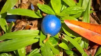 تنها میوه آبی رنگ دنیا چیست و کجا رشد می‌کند؟