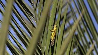 احتمال هجوم ملخ های صحرایی به مزارع کرمان