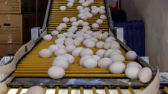 قیمت تخم مرغ در بازار امروز ۱۰ بهمن ۱۴۰۴