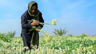 تصاویر؛ برداشت گل نرگس در بهبهان