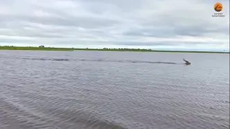 فرار تماشایی ایمپالا از دست کروکودیل گرسنه در رودخانه