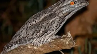 پرنده‌ای شبیه یک کنده درخت + فیلم