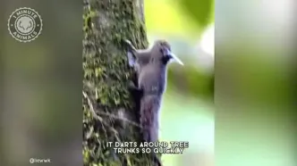 سنجاب کوتوله کاکل‌دار؛ کوچک ترین گونه سنجاب در دنیا