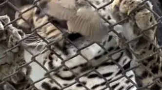 شکار ناباورانه‌ پرنده کوچک توسط یک پلنگ