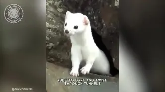 قاقم؛ شکارچی زیبا و بی رحم طبیعت!