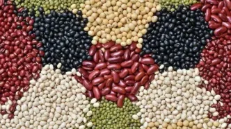 افزایش ۳۰ تا ۳۵ درصدی قیمت حبوبات؛ هر کیلو لوبیا چیتی ۳۹۰ هزار تومان