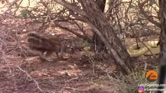 ببینید؛ نبرد شجاعانه سنجاب با مار کبرا برای نجات توله‌هایش!