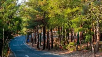 کاشت ۲۵ هزار اصله درخت در بوستان جنگلی چیتگر