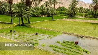 فوری: ساماندهی جنجالی اراضی کشاورزی، ثبت املاک را شتاب می‌دهد؛ زمین‌های شما در خطر؟