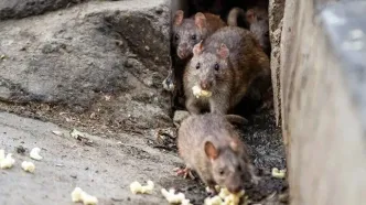 اجرای طرح ضربتی ۱۰ روزه برای مهار جمعیت موش‌های پایتخت