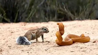 مبارزه شجاعانه سنجاب با مار کبرا برای نجات فرزندانش + فیلم