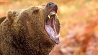 کشف یک خرس ۳۵۰۰ ساله سالم در دل یخ‌های سیبری