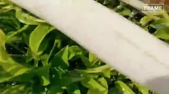 مراحل برداشت و تولید چای در تایلند و تولید پودر فلفل قرمز در ترکیه