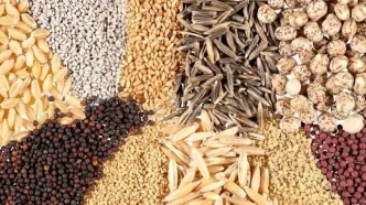 قیمت نهاده‌ها پس‌ از حذف ارز ترجیحی ۴ برابر شد