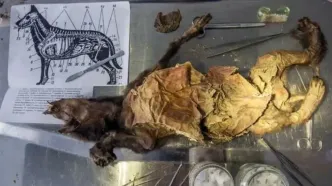 کشف شواهدی از «سگ‌خواری» در اروپای 2500 سال قبل