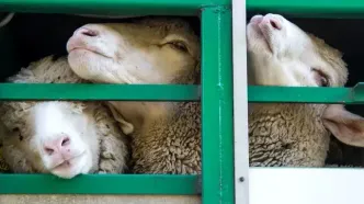 قیمت دام زنده امروز شنبه 13 دی 1404/ گوسفند در تهران چند؟