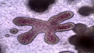 سازمان بهداشت جهانی هشدار داد:با ویروس مرگبار نیپا آشنا شوید