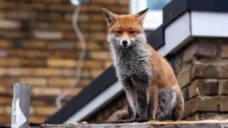 دلیل حضور روباه ها در تهران رسما اعلام شد