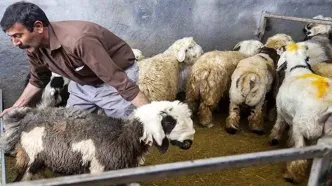 قیمت دام زنده امروز یکشنبه ۱۴ دی ۱۴۰۴ اعلام شد + جدول