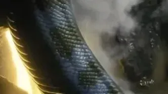 ویدئو: وقتش است که از دیوار زرد بالا برویم!