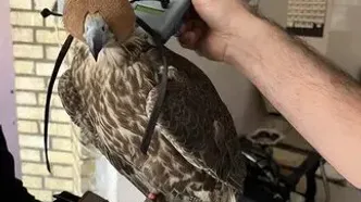 سرقت شبانه از کلینیک پردیسان/ سارقان دستگیر و پرندگان بازگردانده شدند