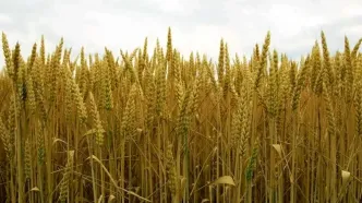 پزشکیان: قیمت خرید گندم غیرمنطقی است و به زودی اصلاح می‌شود