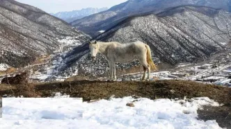 تصاویر؛ طبیعت برفی دریاچه شورمست سوادکوه