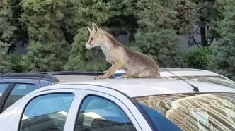 علت حضور روباه‌ها در خیابان‌های تهران چیست؟