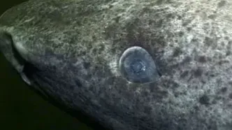 پیرترین موجود زنده دنیا؛ کوسه 500 ساله ای که هنوز زنده است!