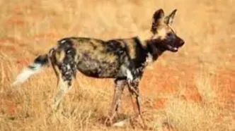 تلاش دسته جمعی  سگ های وحشی برای نجات همنوع شان از دست شیر عصبانی + فیلم