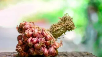 موسیر؛ سوپرغذای ناشناخته در رژیم غذایی کودکان!