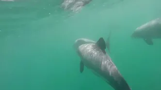 ببینید؛ کمیاب‌ترین و کوچک‌ترین دلفین دریایی جهان