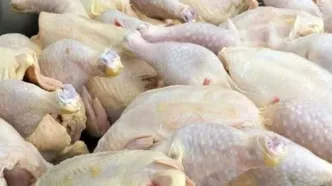 سقوط قیمت مرغ به زیر ۲۰۰ هزار تومان | شروع توزیع مرغ تنظیم بازاری