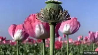 در فصل بهار به صورت محدود کشت شقایق خواهیم داشت