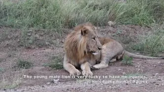 وقتی سلطان جنگل می خواهد مثل پلنگ از درخت بالا برود!