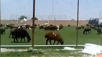 قیمت جدید دام‌ زنده امروز ۱۰ بهمن ماه ۱۴۰۴/ گوسفند ارزان تر شد