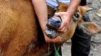 فاجعه تب برفکی: آیا آمار ۲ درصدی خسارت، پنهان‌کاری بزرگ است؟