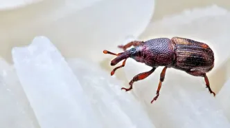 روش قطعی برای از بین بردن سوسک برنج در خانه