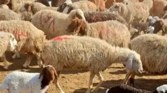 قیمت جدید دام زنده امروز شنبه ۱۸ بهمن | گوسفند زنده چند شد ؟