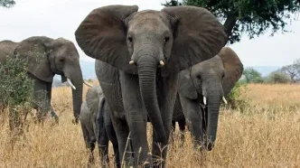 چرا گوش فیل‌ها این‌قدر بزرگ است؟