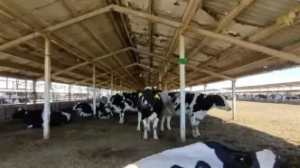 قیمت جدید دام زنده امروز  چهارشنبه ۲۴ دی ۱۴۰۴