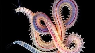 تصاویر جذاب  زیباترین کِرم کره زمین را ببینید + فیلم