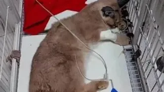 اعلام جزئیات قرنطینه در پردیسان: مانند کرونا تا ۱۴ روز منتظر می‌مانیم